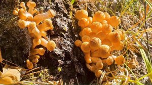 ОПЯТА СОЛНЕЧНЫЕ!  Крепкие, красивые, сибирские!