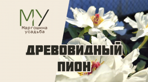 Красавец древовидный пион