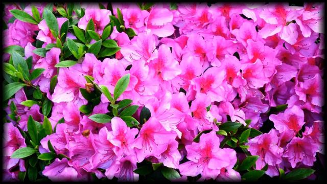 Flowers and Music-Rhododendron-Рододендроны