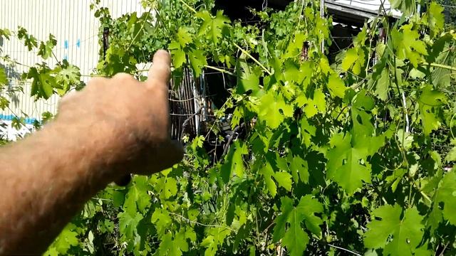 ? Прищипывание, обломка, пасынкование ВИНОГРАДА. Чистка/прореживание и подвязка виноградного куста.