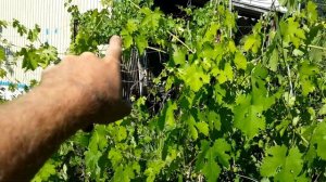 ? Прищипывание, обломка, пасынкование ВИНОГРАДА. Чистка/прореживание и подвязка виноградного куста.