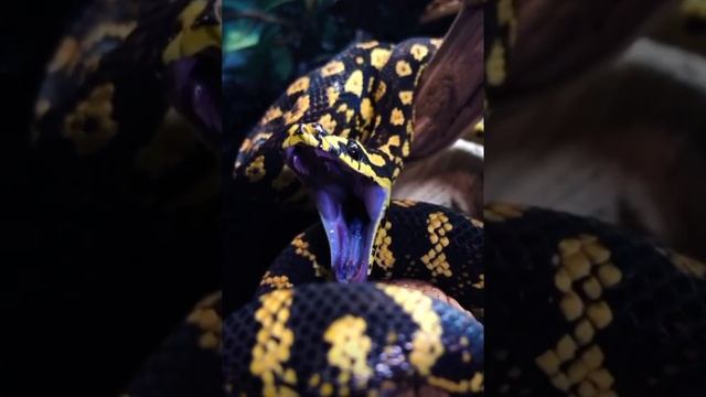 Sleepy carpet python yawns ?