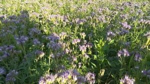 Фацелия - рай для пчел.