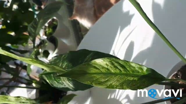 Новые виды спатифиллумов