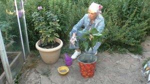 Лучшее удобрение для арбузов и дынь