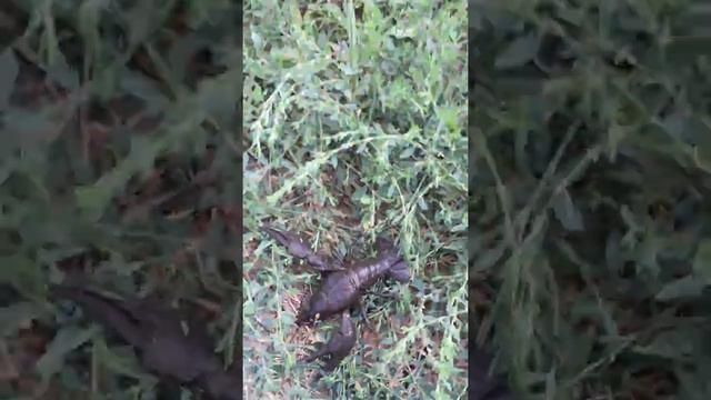 Ловля Раков в краснодарском крае. Засветил жопу. смотреть онлайн