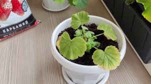 Подкормка для Герани, чтобы Листья Стали Зелёными
