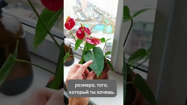 Есть Такое Средство? Малыш Антуриум?? #антуриум #цветы #выраститьдома #огороднабалконе