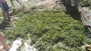 Венесуэла. Остров Коче. Розовое озеро. И обед пеликанов. Декабрь 2021