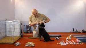 Как убрать зубной камень и почистить зубы собаке