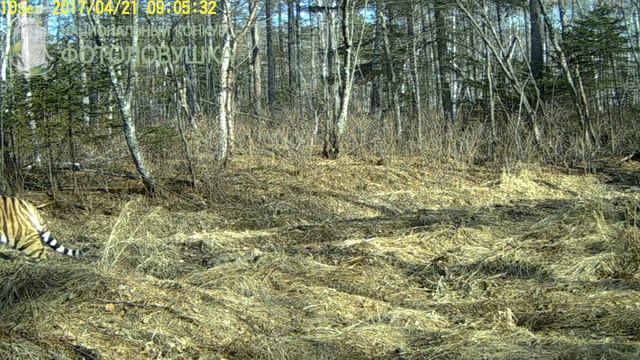 Заповедник "Бастак": Тигр новичок смотреть онлайн