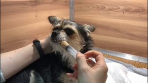 Кормление животного со шприца