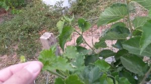 Персидская шелковица. Persian mulberry.