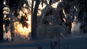 Зимний лес на рассвете (winter forest in Siberia)