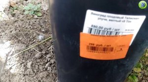 Посадка винограда осенью.