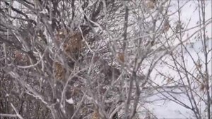 Зимний Ейск. Первые  дни  снежной зимы на Азовском море Ейск 2020