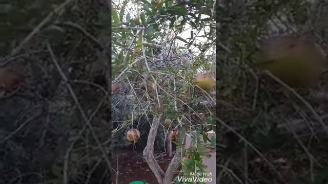 Мы всегда с собой берем бутылочку Серебряной воды