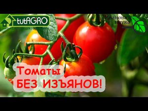 НЕ ИСПОЛЬЗУЙТЕ ЭТО УДОБРЕНИЕ ВО ВРЕМЯ НАЛИВА! Вот что надо, чтобы ТОМАТЫ равномерно созревали.
