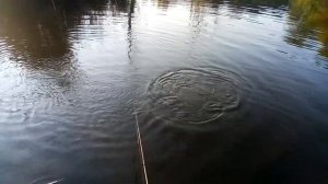 Зачётный белый амур на поплавок , супер рыбалка !!!