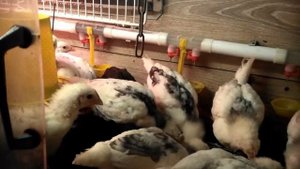 Определяем пол у цыплят породы Пушкинская  Пёстрая .