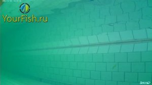 Воблер Ultima XS 90F Kosadaka обзор игры воблера в воде/Overview of the Ultima XS in the water