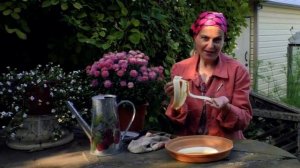 Уход за розами в сентябре. Супер подкормка для роз. Удобрение из банановой кожуры.