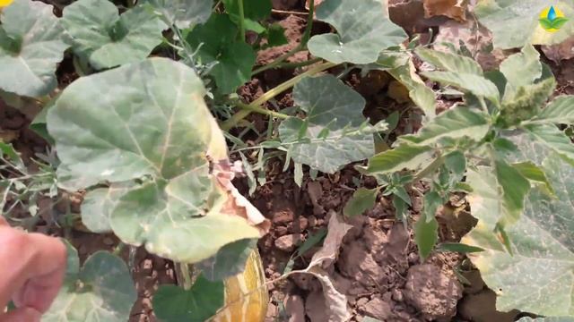 РАННЯЯ ТЫКВА - ПРИБЫЛЬНАЯ НЕПРИХОТЛИВАЯ КУЛЬТУРА (27-06-2019) смотреть онлайн