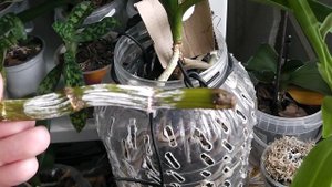 Этот метод посадки деток Дендробиума Нобиле оказался удачным.....