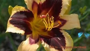 Лилейник гибридный Вайлд Хорсес (hemerocallis) ? обзор: как сажать, рассада лилейника Вайлд Хорсес