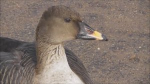 Гусь на набережной в Великом Новгороде, 20 марта 2023