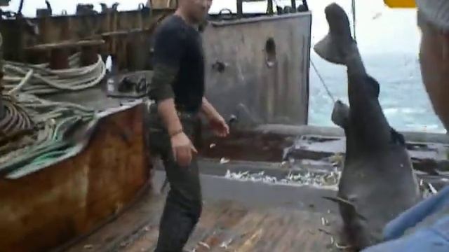 Акула на судне. смотреть онлайн