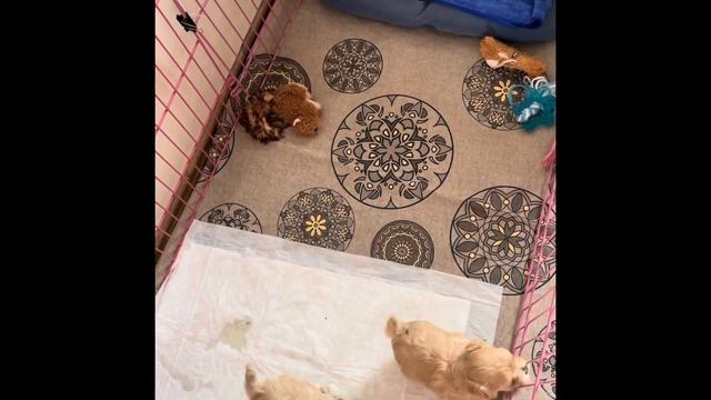 Щенки мальтипу . смотреть онлайн