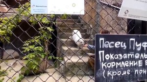 Московский зоопарк 2017