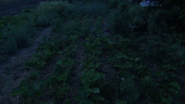 ГНИЛЬ на КЛУБНИКЕ. Как СПАСТИ - ПРОСТО и ЭФФЕКТИВНО