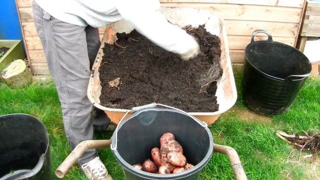 Garden Allotment - Sarpo Mira Potato Reveal 4 of 6 (HUGE CROP!!) смотреть онлайн