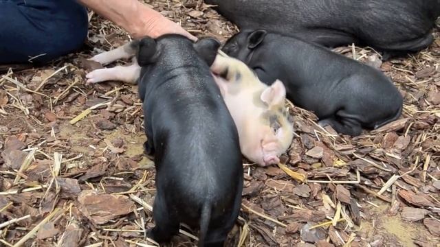 Поросятки наслаждаются жизнью (минипиг поросёнок кабанчик минипиги minipig)