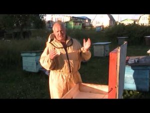 КАК ПРОСТО ОПРЕДЕЛИТЬ СТАРАЯ ИЛИ МОЛОДАЯ МАТКА В РОЕ