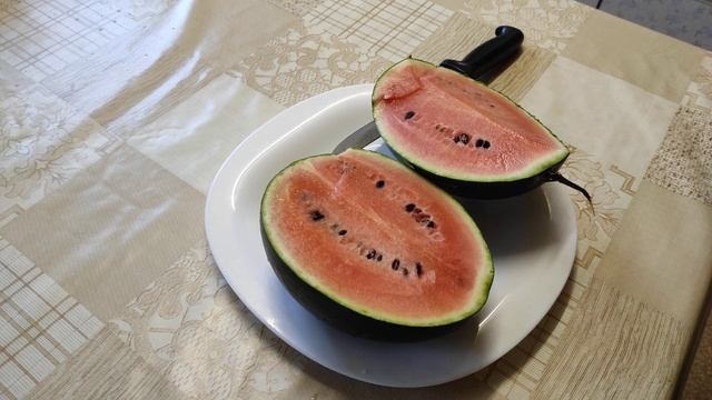 Арбузы БОСТАНА. Пробуем маленький арбуз 2021. Выращивать арбузы на северо-востоке Подмосковья можно смотреть онлайн