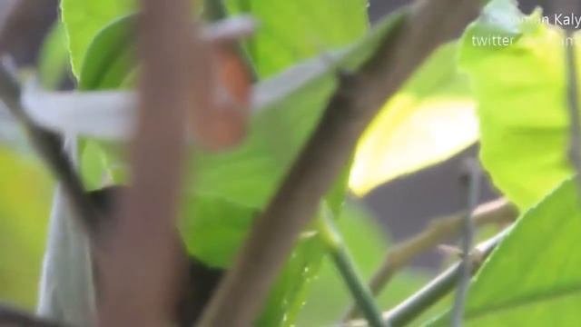 Славка портниха/ (Tailor bird) /(Orthotomus sutorius) смотреть онлайн