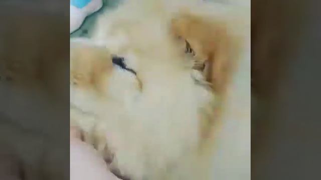 Щенок чау-чау смотреть онлайн