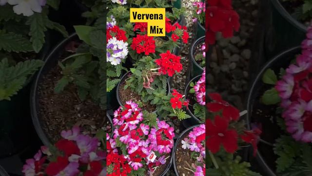 #OjoDeAguaMich#Verbena mix