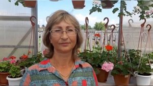 ПЕЛАРГОНИИ! КОЛЛЕКЦИЯ СВЕТЛАНЫ