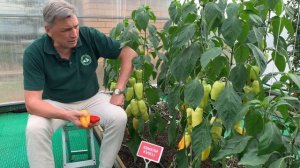 Перец Квикли F1