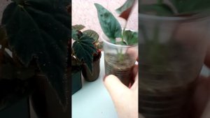 Цветочные новости 💮 Сингониум Эритрофилум,Чёрный велюр, загадочная) Бегония цветёт.12.12.2023
