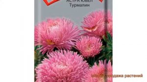 Астра обыкновенный Турмалин ? обыкновенный астра Турмалин обзор: как сажать, семена астры Турмалин