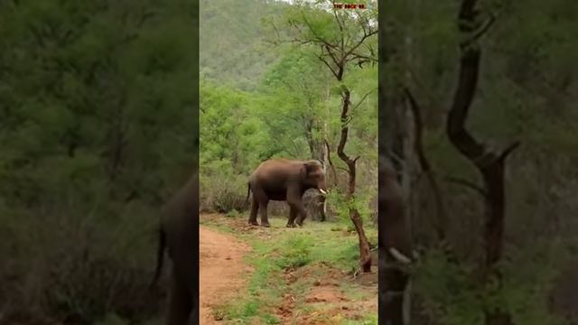 #elephant #🐘🐘🐘  in #BR Hills #forest