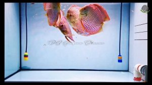 Giant Cobalt Blue Discus in Blue Diamond Discus Tank | Best Discus Varieties