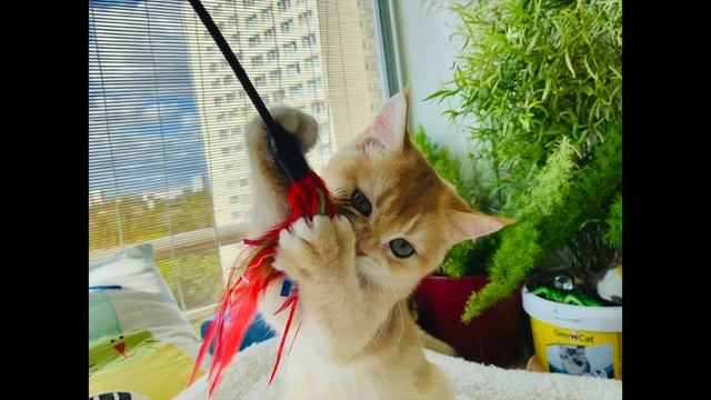 ?ОЧЕНЬ МНОГО ?ЗОЛОТЫХ КОТЯТ?ЗОЛОТЫЕ ШИНШИЛЛЫ?GOLDEN KITTENS?