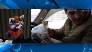 Владимир таксист. Россия23 | реакция Red Panda | @vesti_rossia23