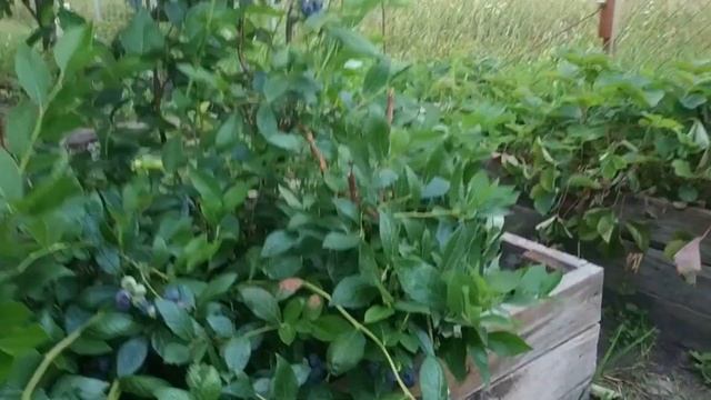 Голубика 100% результат смотреть онлайн